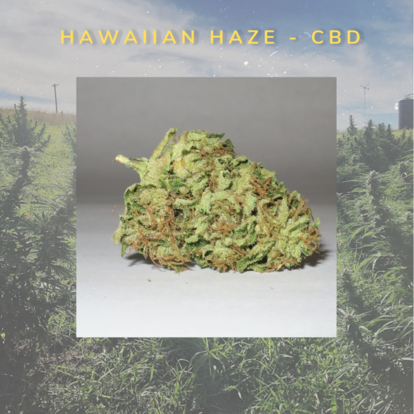 a single bud of Hawaiian Haze hemp flower