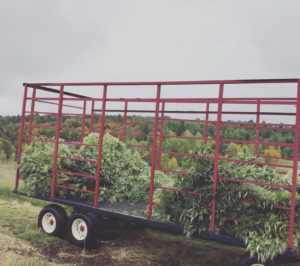 hemp plants in trailer