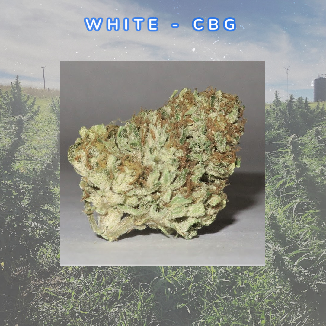 1 White CBG bud