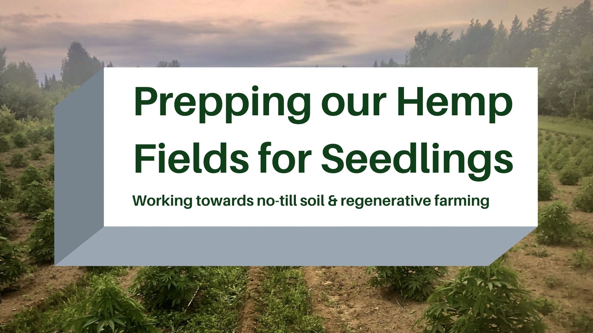 Prepping our Hemp Fields for Seedlings blog post cover