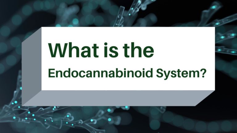 What is the Endocannabinoid System Blog Cover